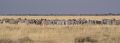 2012-07-05 Namibia 026 - Etoscha Nationalpark - Bergzebra